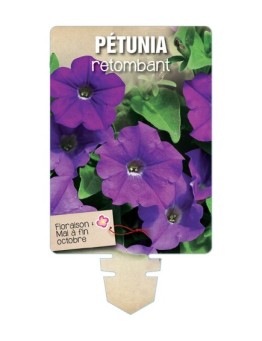 PÉTUNIA RETOMBANT (violet)