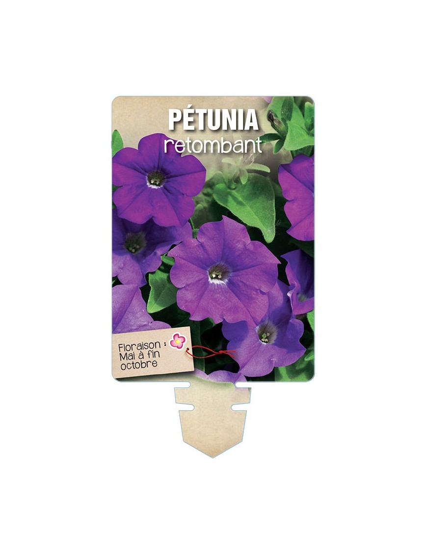 PÉTUNIA RETOMBANT (violet)