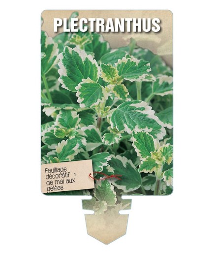 PLECTRANTHUS *