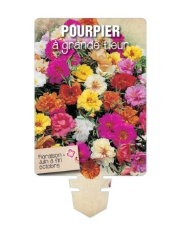 POURPIER À GRANDE FLEUR (varié) *