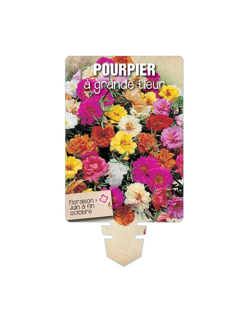 POURPIER À GRANDE FLEUR (varié) *