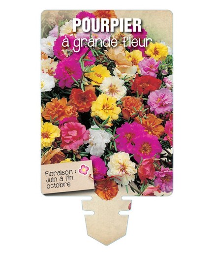 POURPIER À GRANDE FLEUR (varié) *