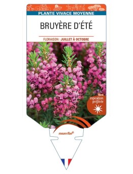 ERICA VAGANS voir Bruyère d'été (rose)