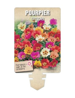 POURPIER SIMPLE (varié) *