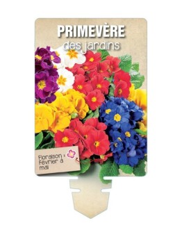 PRIMEVÈRE DES JARDINS (varié) *