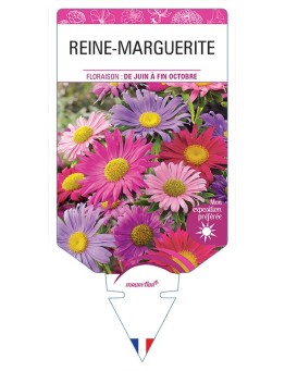 REINE-MARGUERITE (varié)