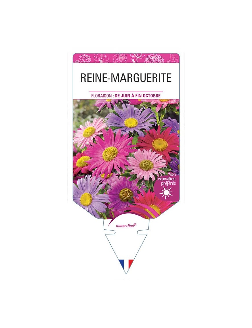 REINE-MARGUERITE (varié)
