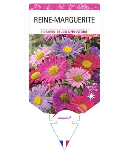 REINE-MARGUERITE (varié)