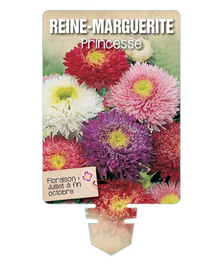 REINE-MARGUERITE PRINCESSE (varié) *
