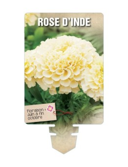 ROSE D'INDE (blanc crème) *