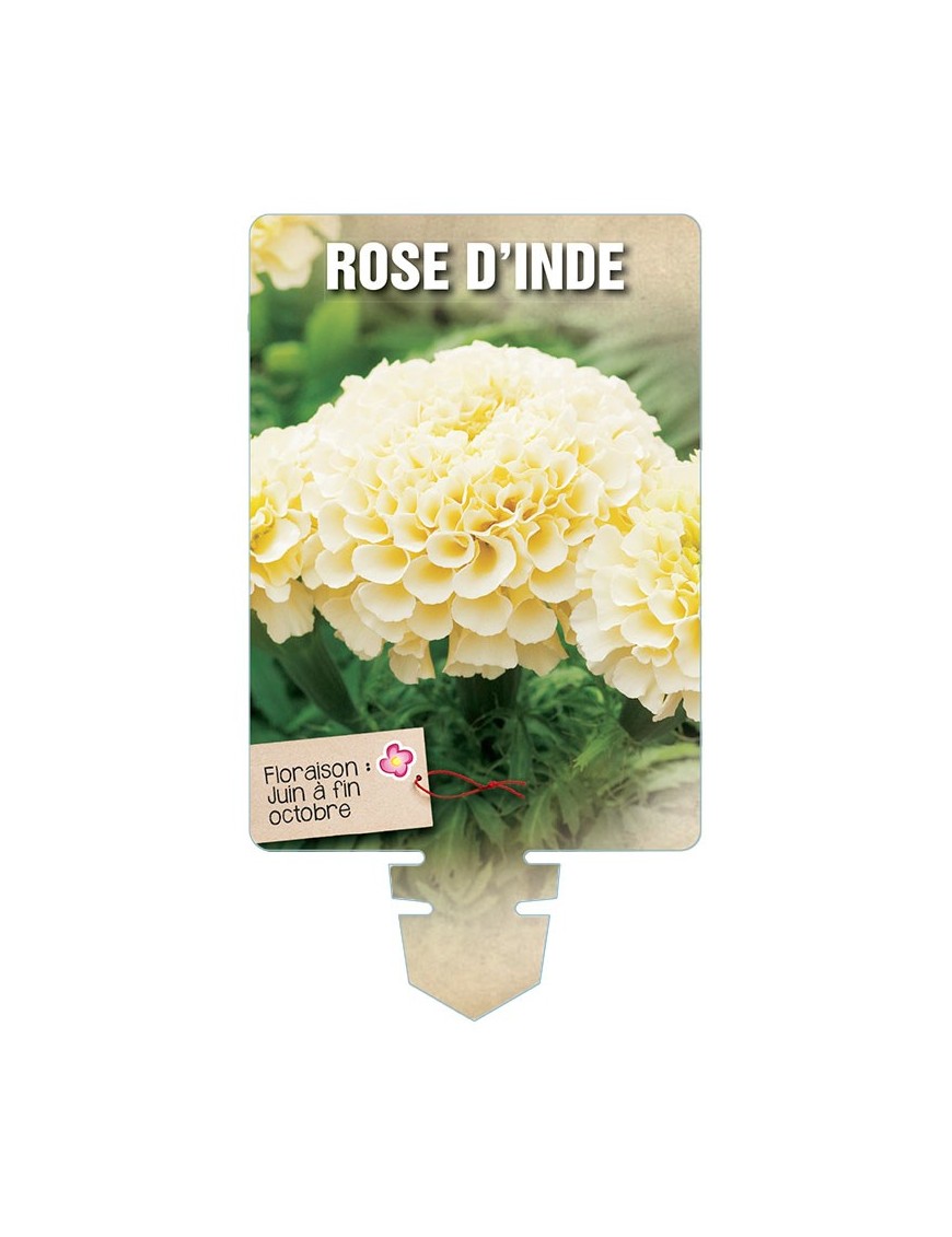 ROSE D'INDE (blanc crème) *