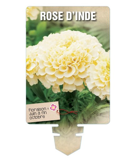 ROSE D'INDE (blanc crème) *