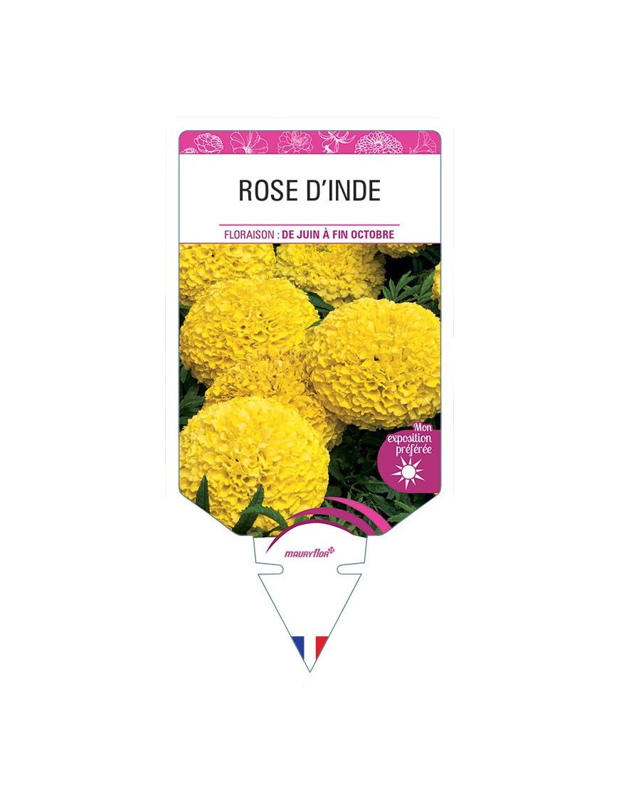 ROSE D'INDE (jaune) *