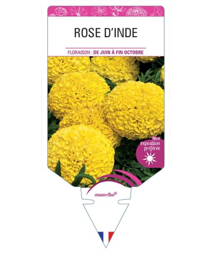 ROSE D'INDE (jaune) *