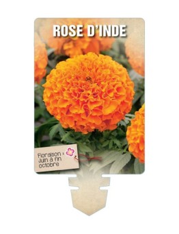 ROSE D'INDE (orange) *