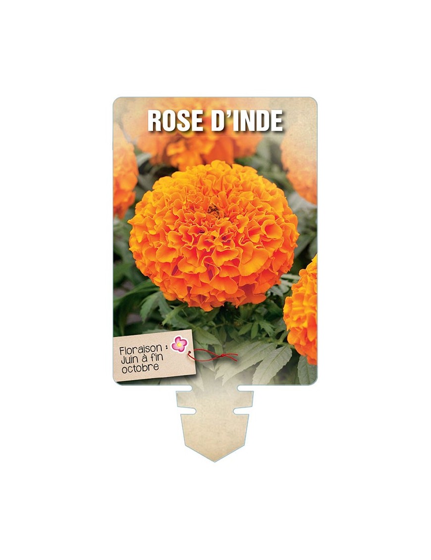 ROSE D'INDE (orange) *