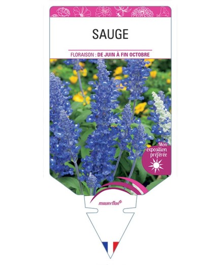 SAUGE FARINACEA (bleu) *