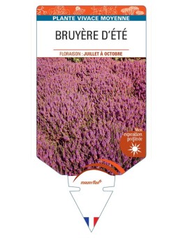 ERICA VAGANS voir Bruyère d'été (rouge)