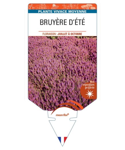 ERICA VAGANS voir Bruyère d'été (rouge)