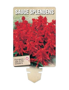 SAUGE SPLENDENS *