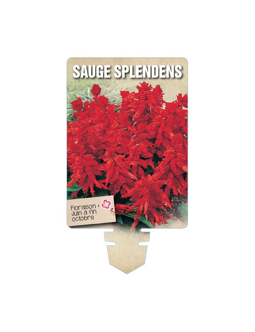 SAUGE SPLENDENS *