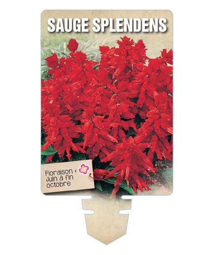 SAUGE SPLENDENS *