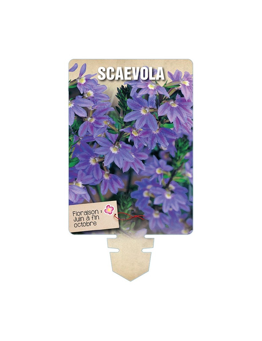 SCAEVOLA (bleu mauve) *