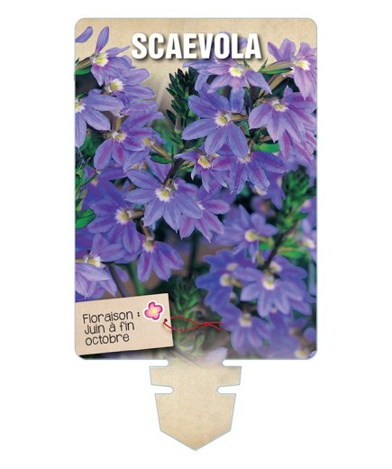 SCAEVOLA (bleu mauve) *