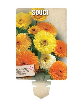 SOUCI FIESTA GITANA (varié) *