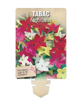 TABAC NICOTIANA (varié) *