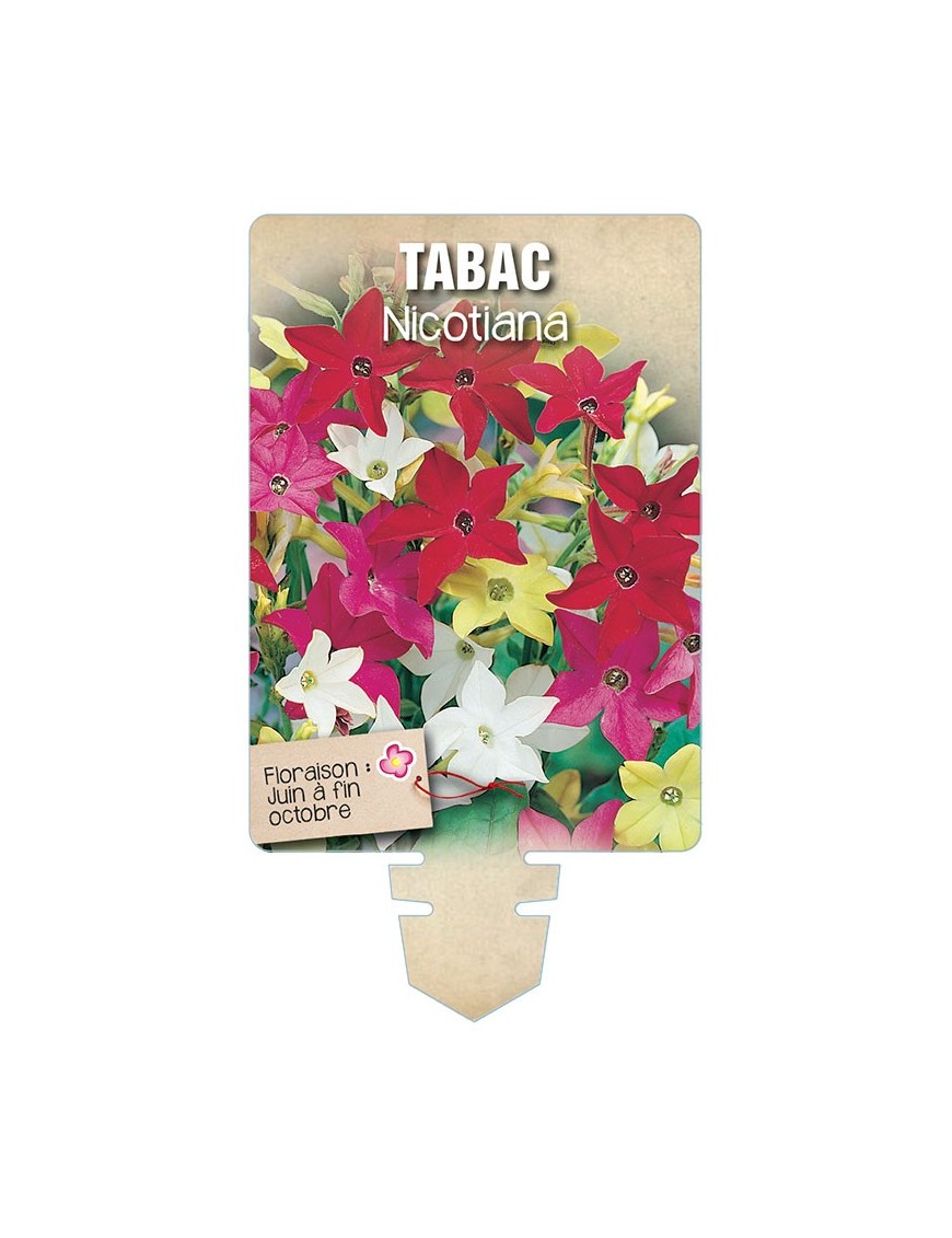 TABAC NICOTIANA (varié) *