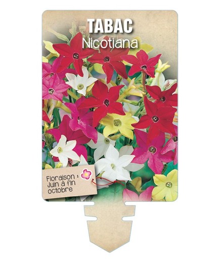 TABAC NICOTIANA (varié) *