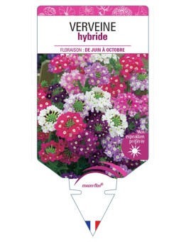 VERVEINE HYBRIDE (varié) *