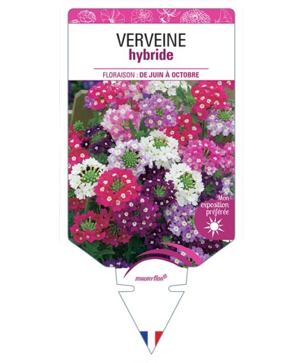VERVEINE HYBRIDE (varié) *