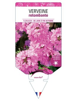 VERVEINE RETOMBANTE (rose)