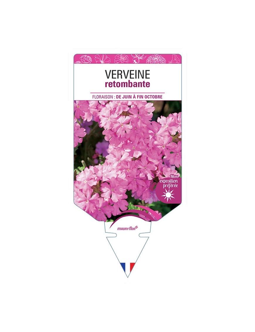 VERVEINE RETOMBANTE (rose)