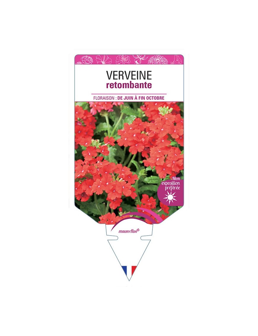 VERVEINE RETOMBANTE (rouge) *