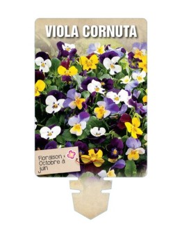VIOLA CORNUTA (varié) *