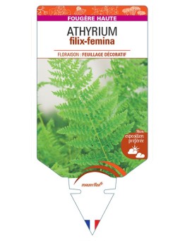 ATHYRIUM filix-femina