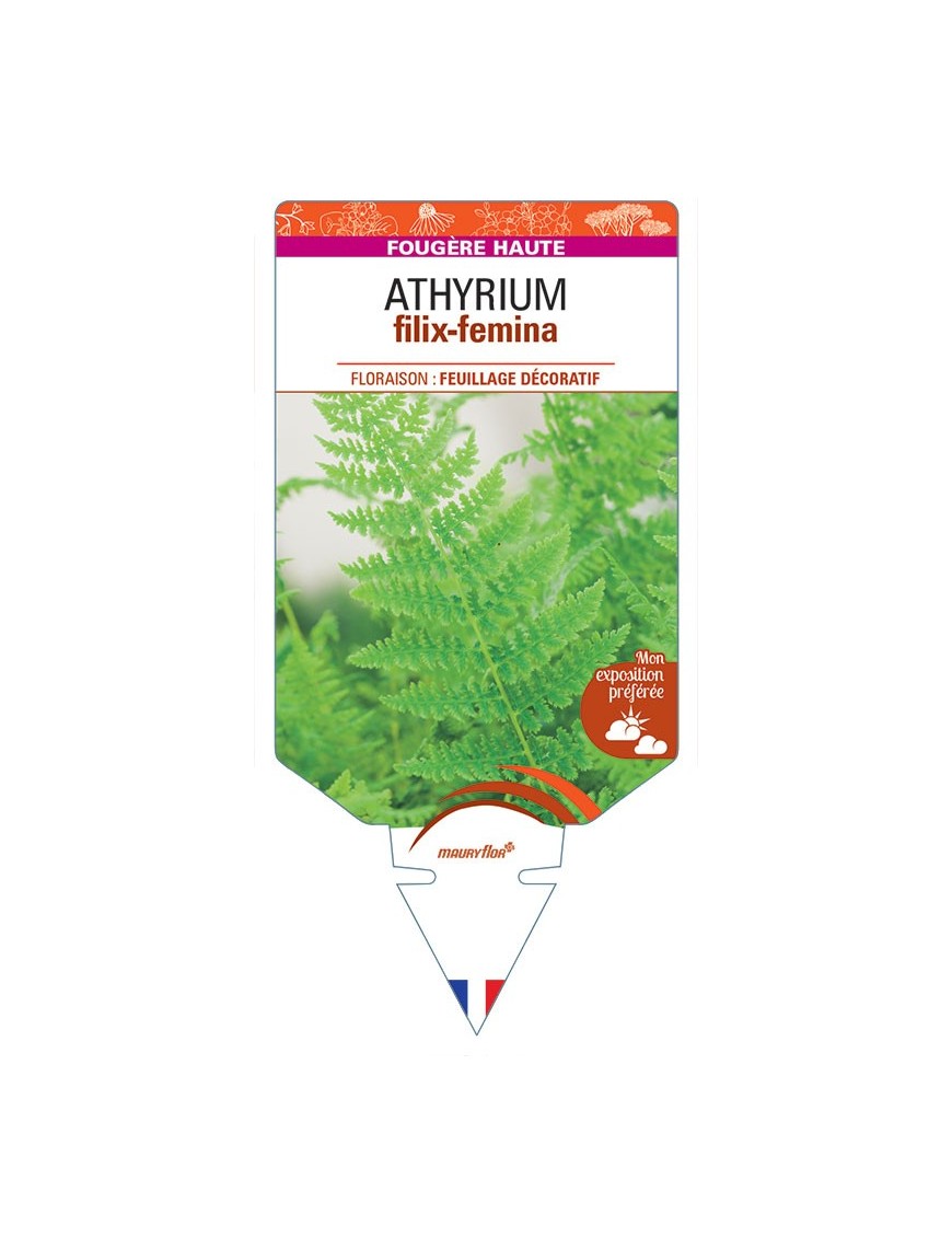 ATHYRIUM filix-femina