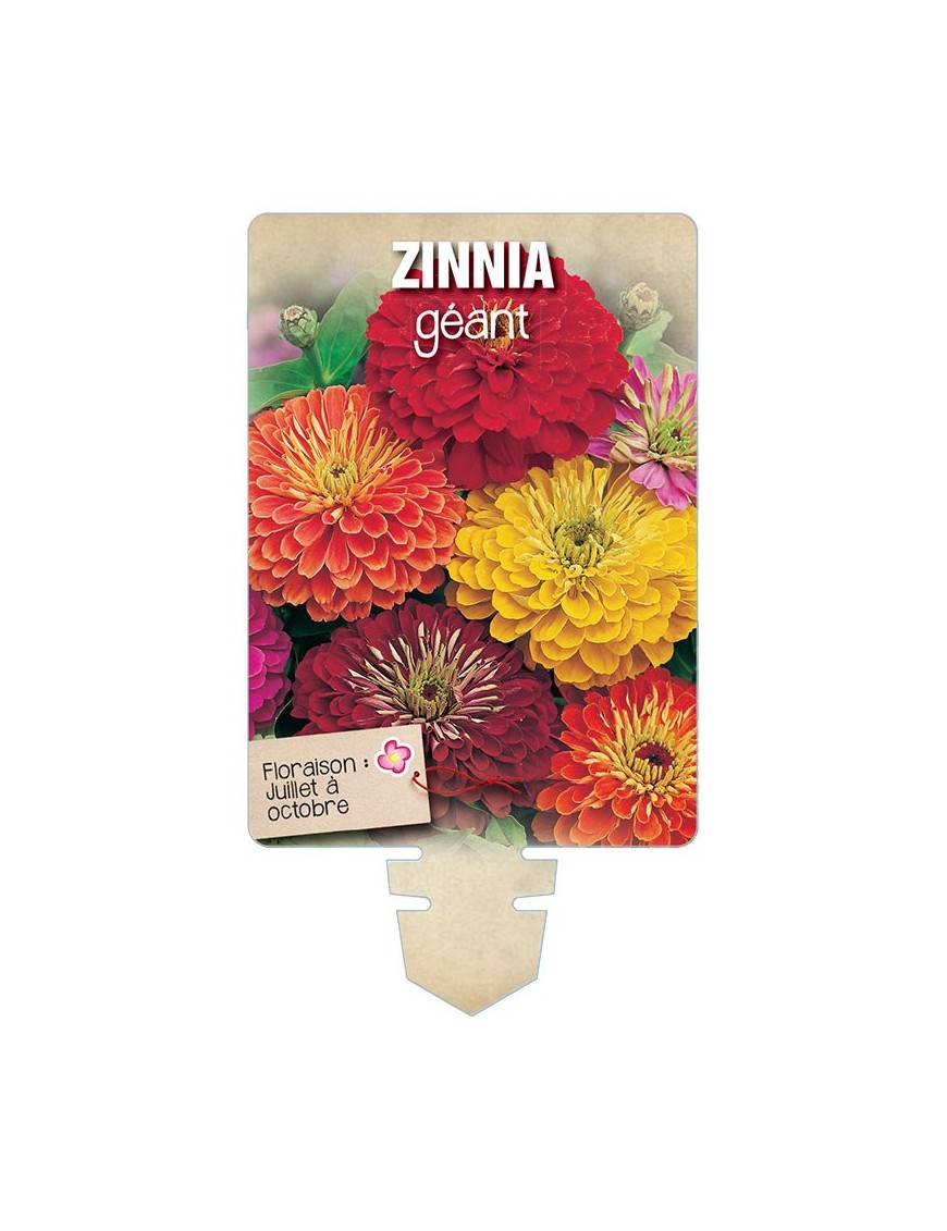 ZINNIA GÉANT (de Californie varié) *