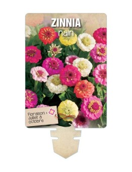 ZINNIA NAIN (varié) *