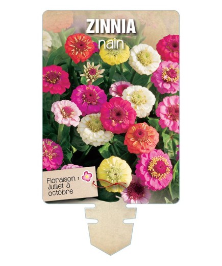 ZINNIA NAIN (varié) *
