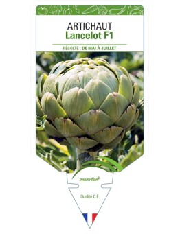 ARTICHAUT VERT LANCELOT F1