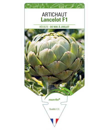 ARTICHAUT VERT LANCELOT F1