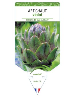 ARTICHAUT VIOLET