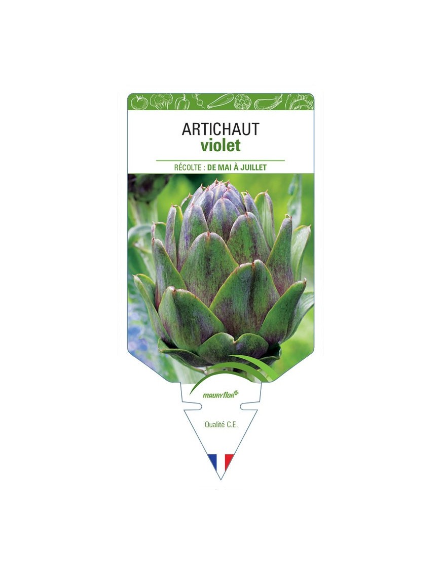 ARTICHAUT VIOLET