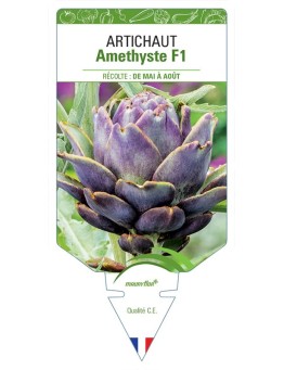 ARTICHAUT VIOLET AMETHYSTE F1