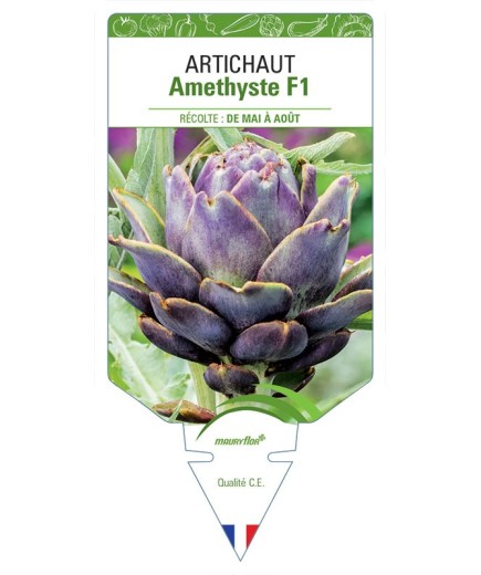 ARTICHAUT VIOLET AMETHYSTE F1