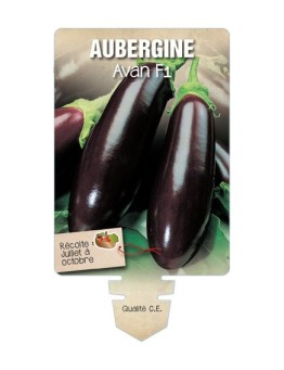 AUBERGINE AVAN F1 *